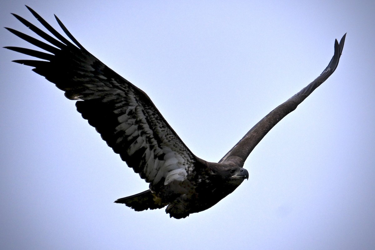 Bald Eagle - ML643326962