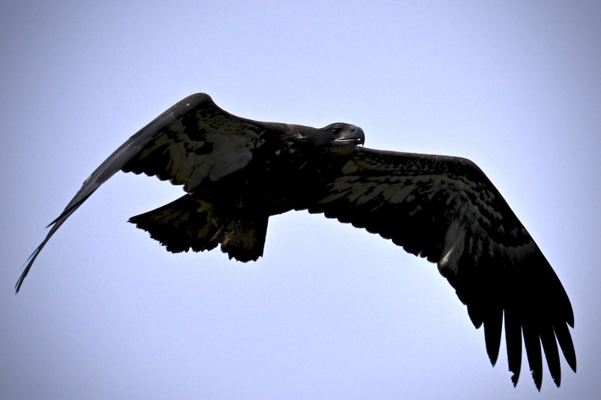 Bald Eagle - ML643326963