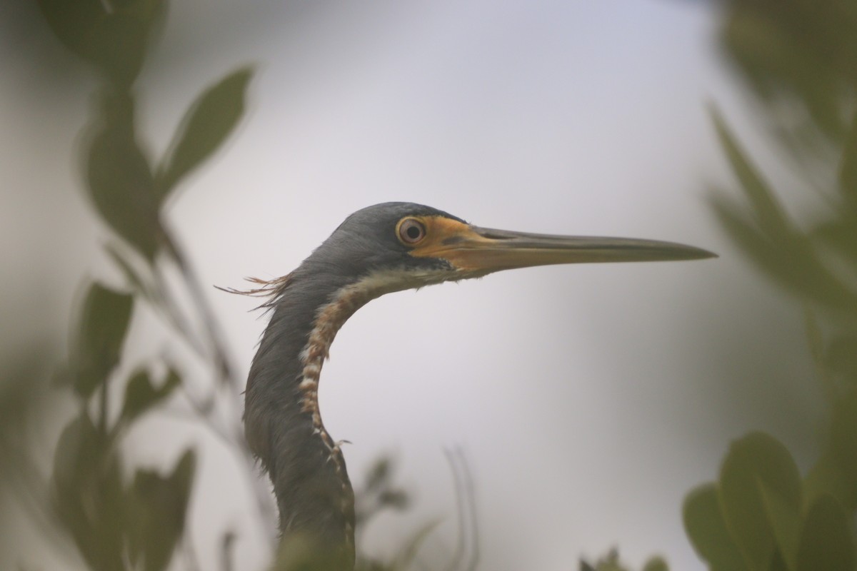 Tricolored Heron - ML643326977