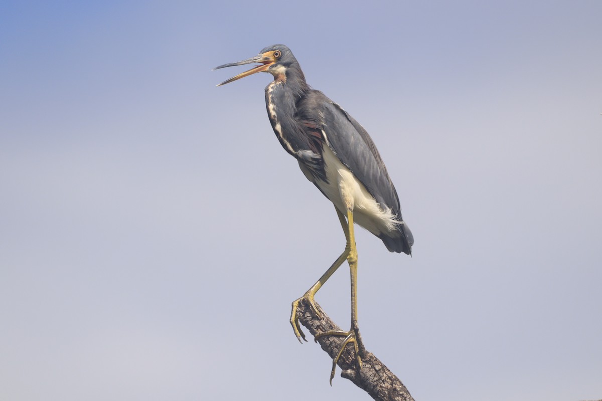 Tricolored Heron - ML643326978