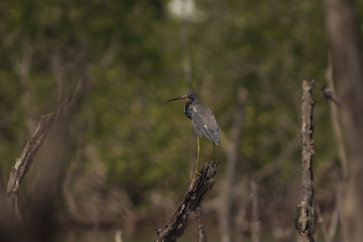 Tricolored Heron - ML643326979