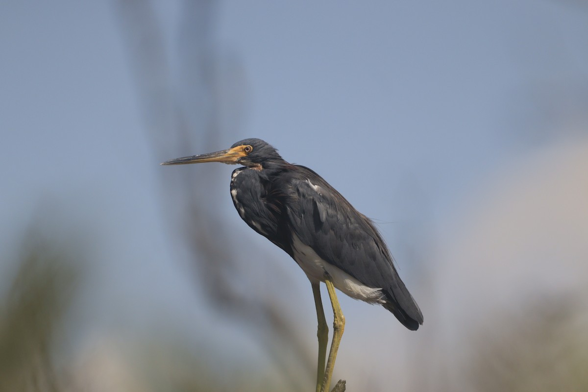 Tricolored Heron - ML643326980