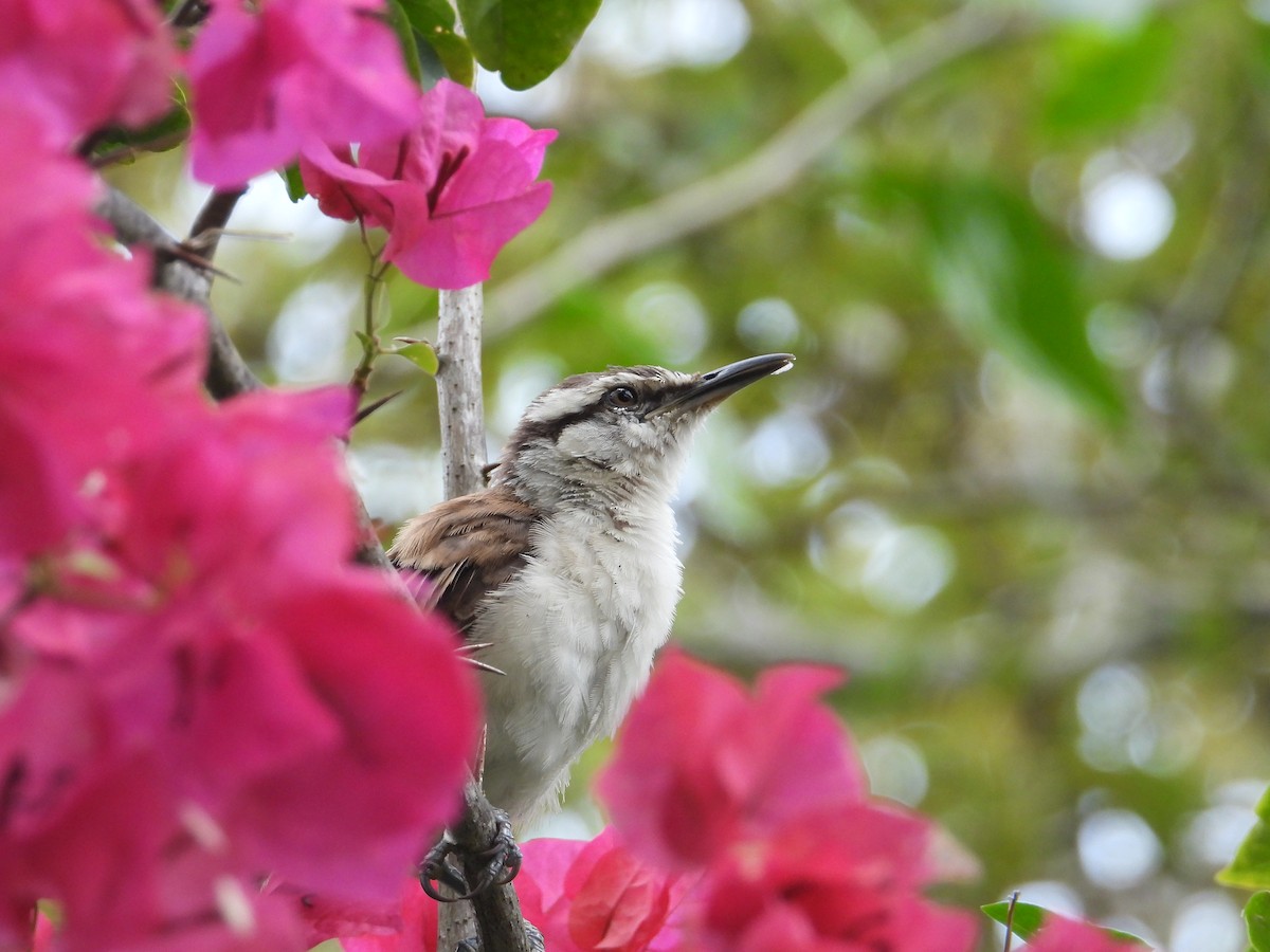 Bicolored Wren - ML643326985