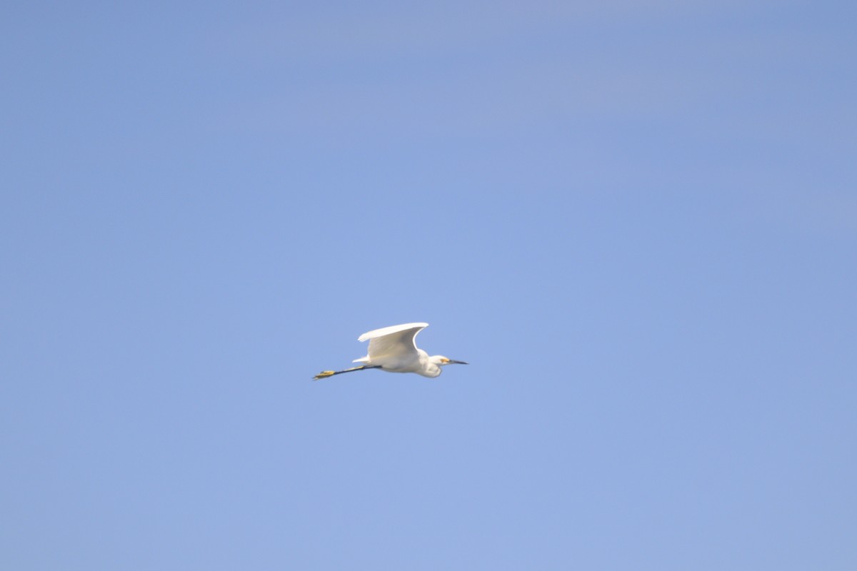 Snowy Egret - ML643327004