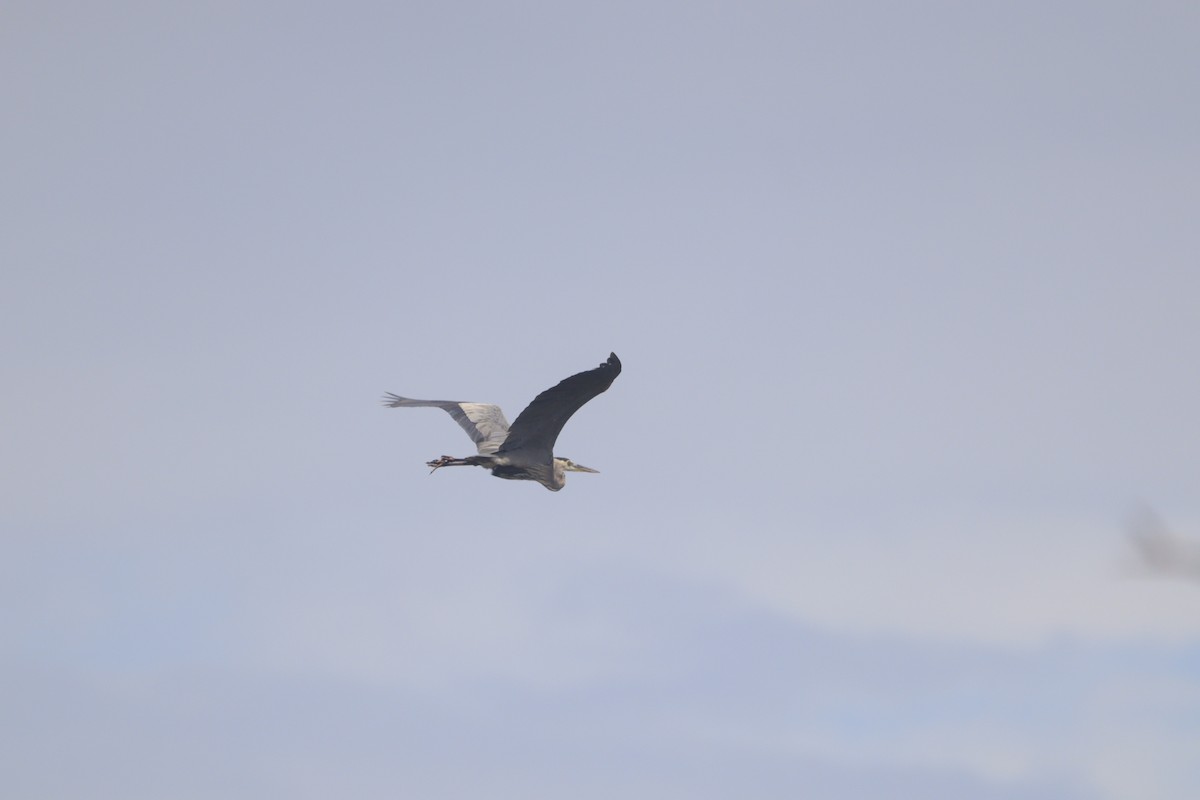 Great Blue Heron - ML643327018