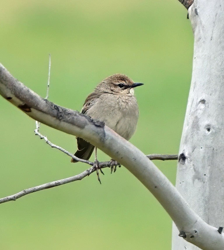 Rufous Songlark - ML643327053