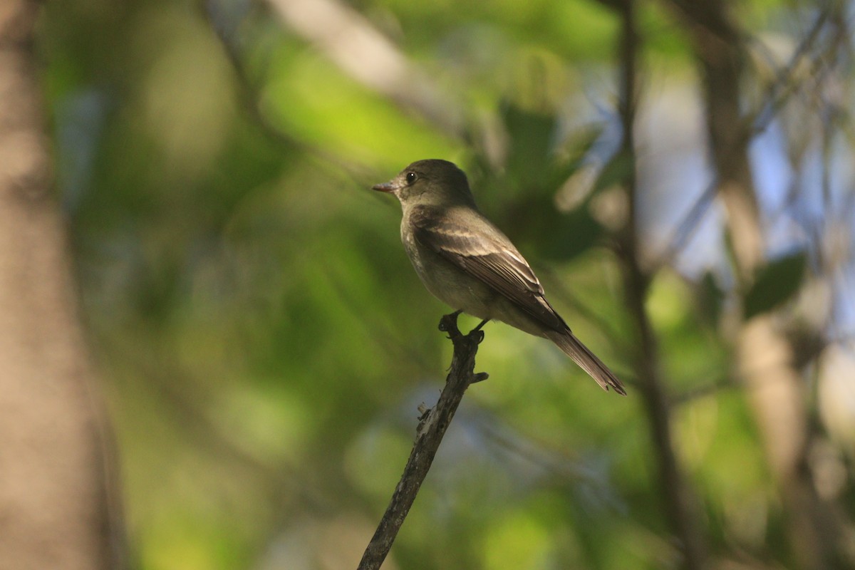 Eastern Wood-Pewee - ML643327084