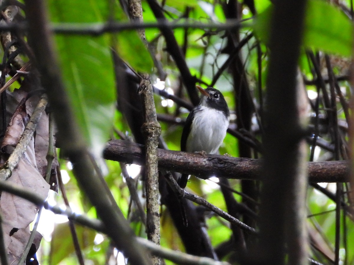 Black-and-white Tody-Flycatcher - ML643327110