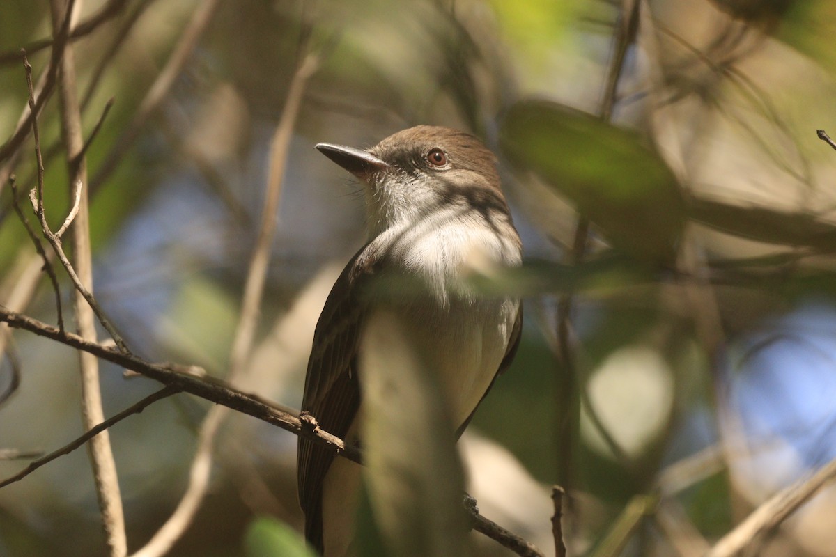 Brown-crested Flycatcher - ML643327114