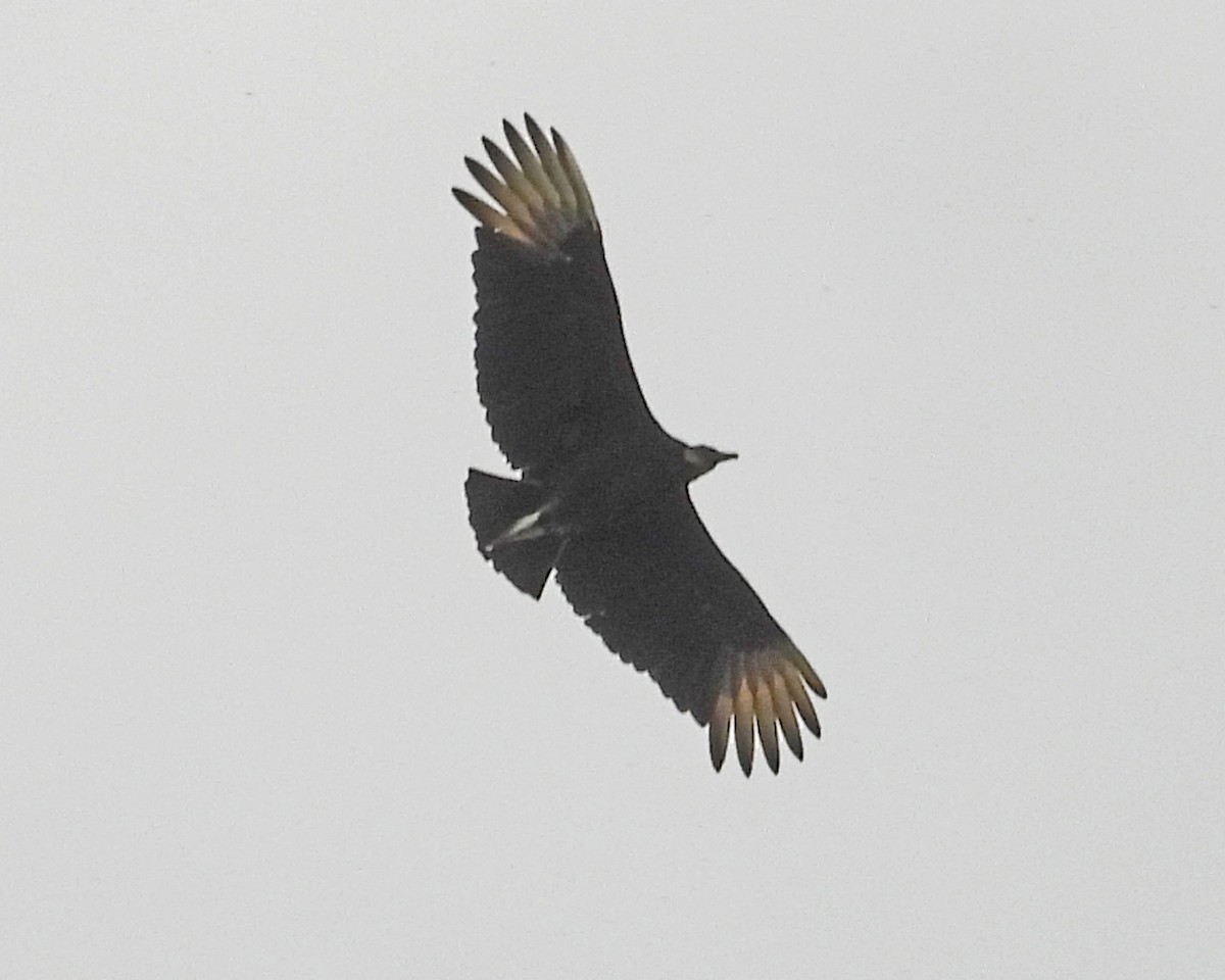 Urubu noir - ML643327117
