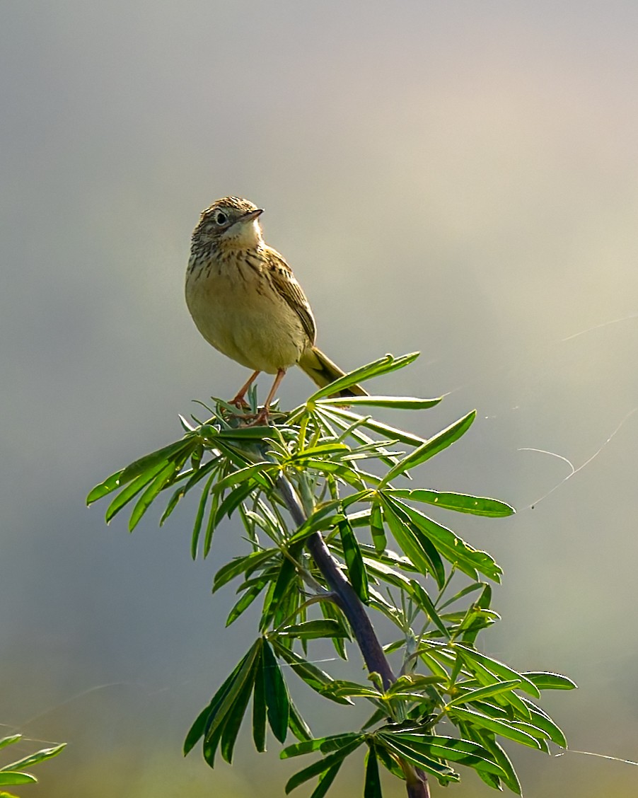 Hellmayr's Pipit - ML643327129