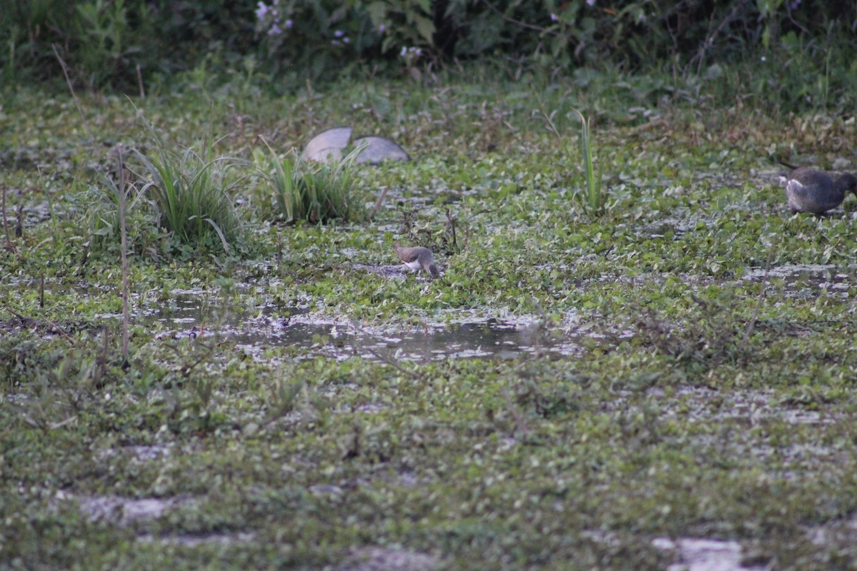 Solitary Sandpiper - ML643327133