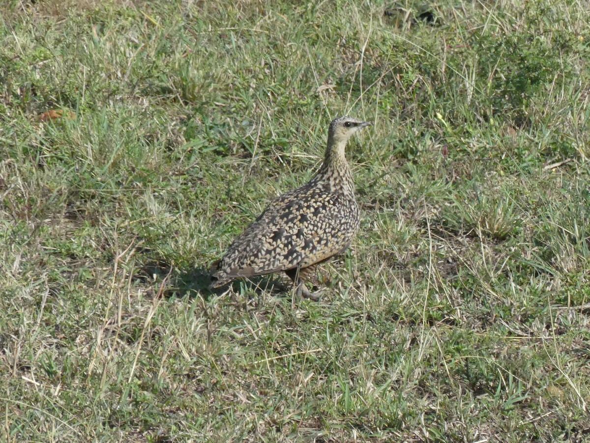 Yellow-throated Sandgrouse - ML643327140