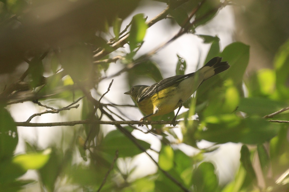 Magnolia Warbler - ML643327141