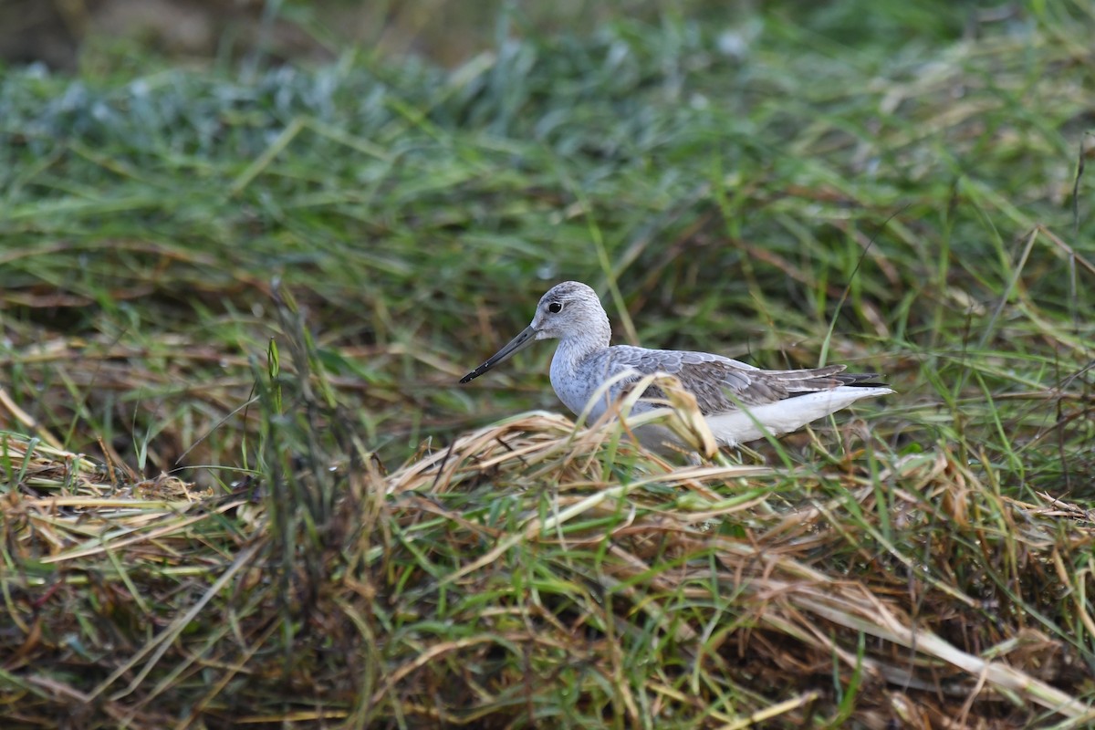 Nordmann's Greenshank - ML643327148