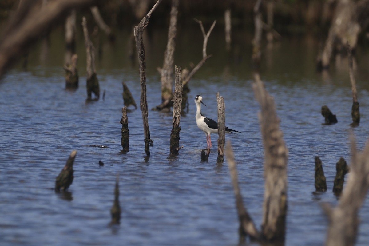 Black-necked Stilt - ML643327156