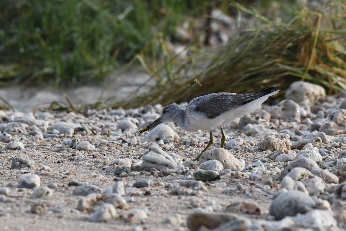 Nordmann's Greenshank - ML643327189