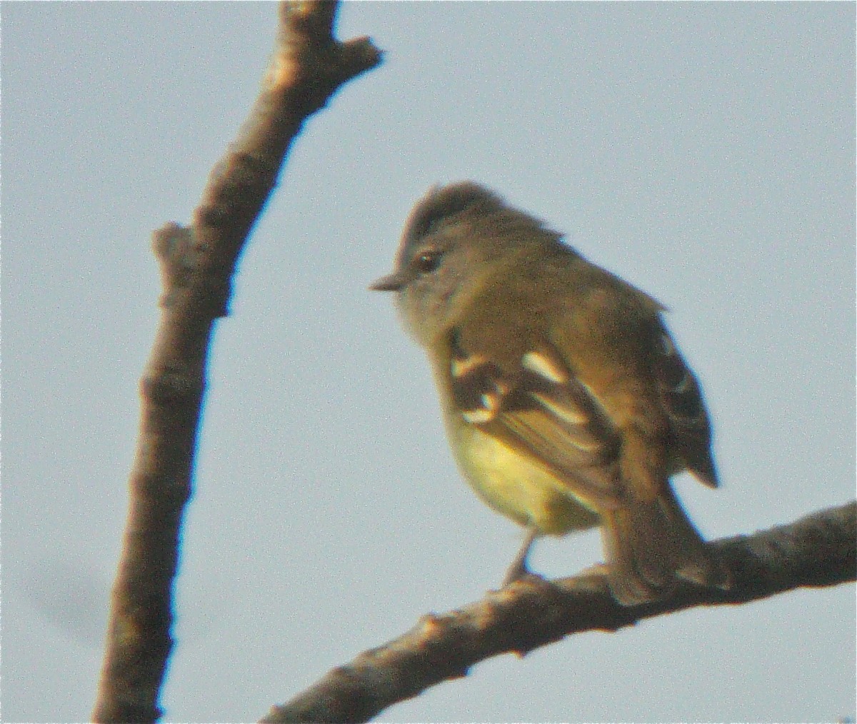 Tawny-rumped Tyrannulet - Don Roberson