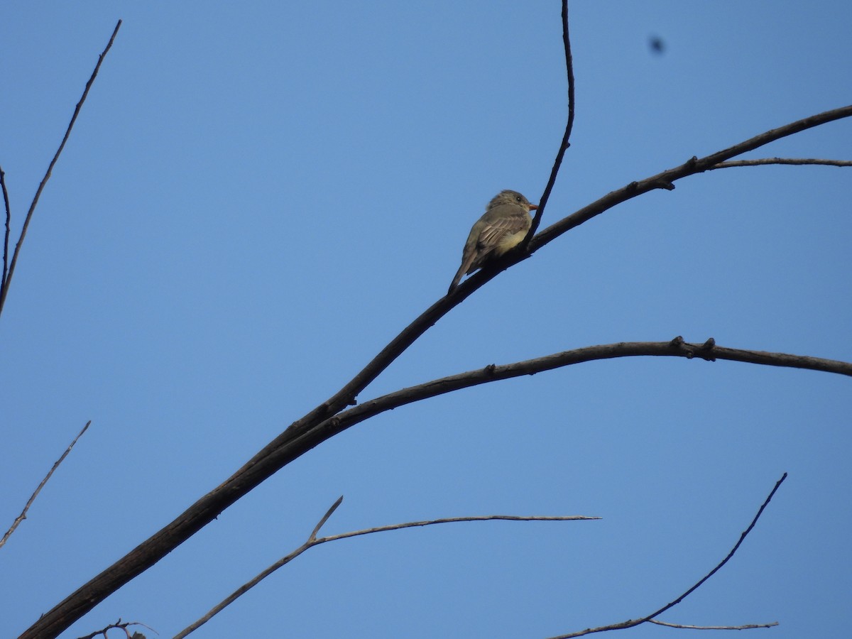 Greater Pewee - ML643327213
