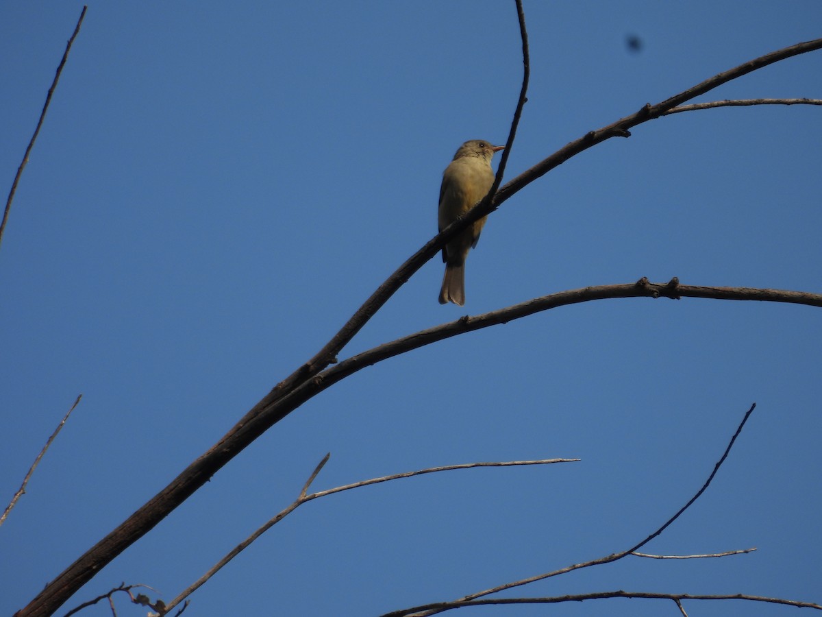 Greater Pewee - ML643327214