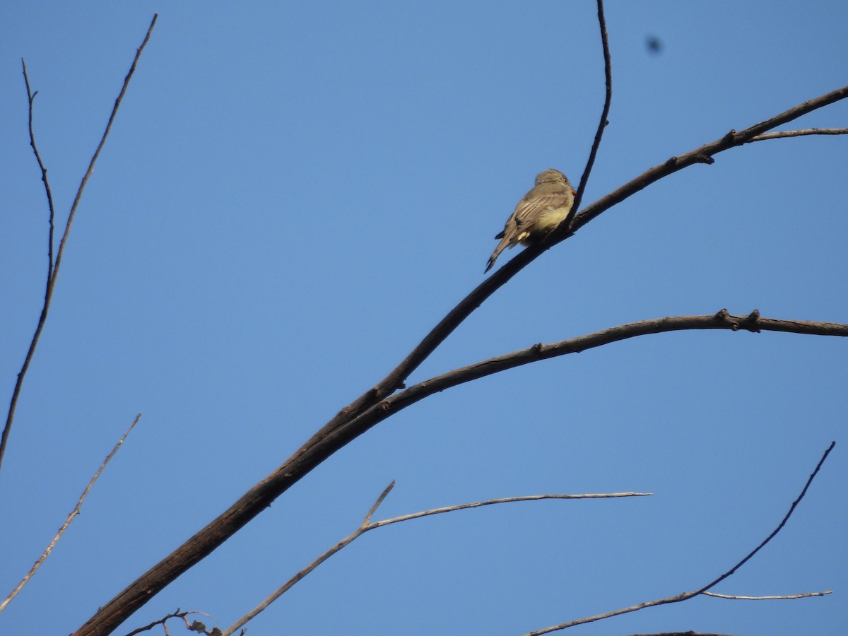 Greater Pewee - ML643327216