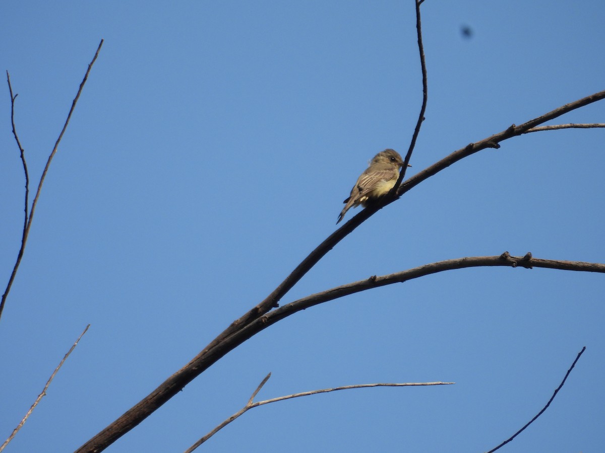 Greater Pewee - ML643327217