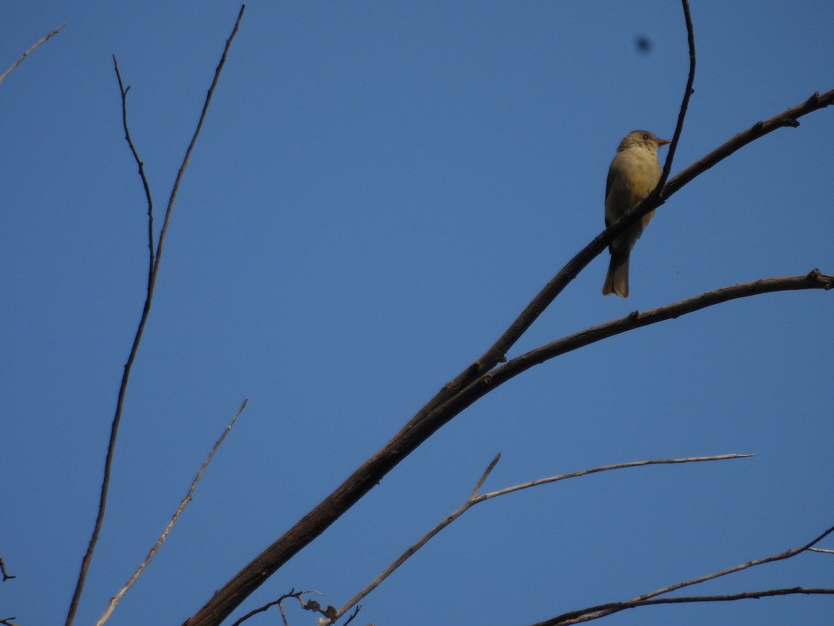 Greater Pewee - ML643327218