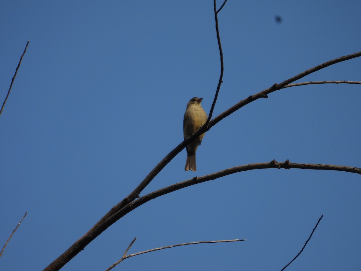 Greater Pewee - ML643327220
