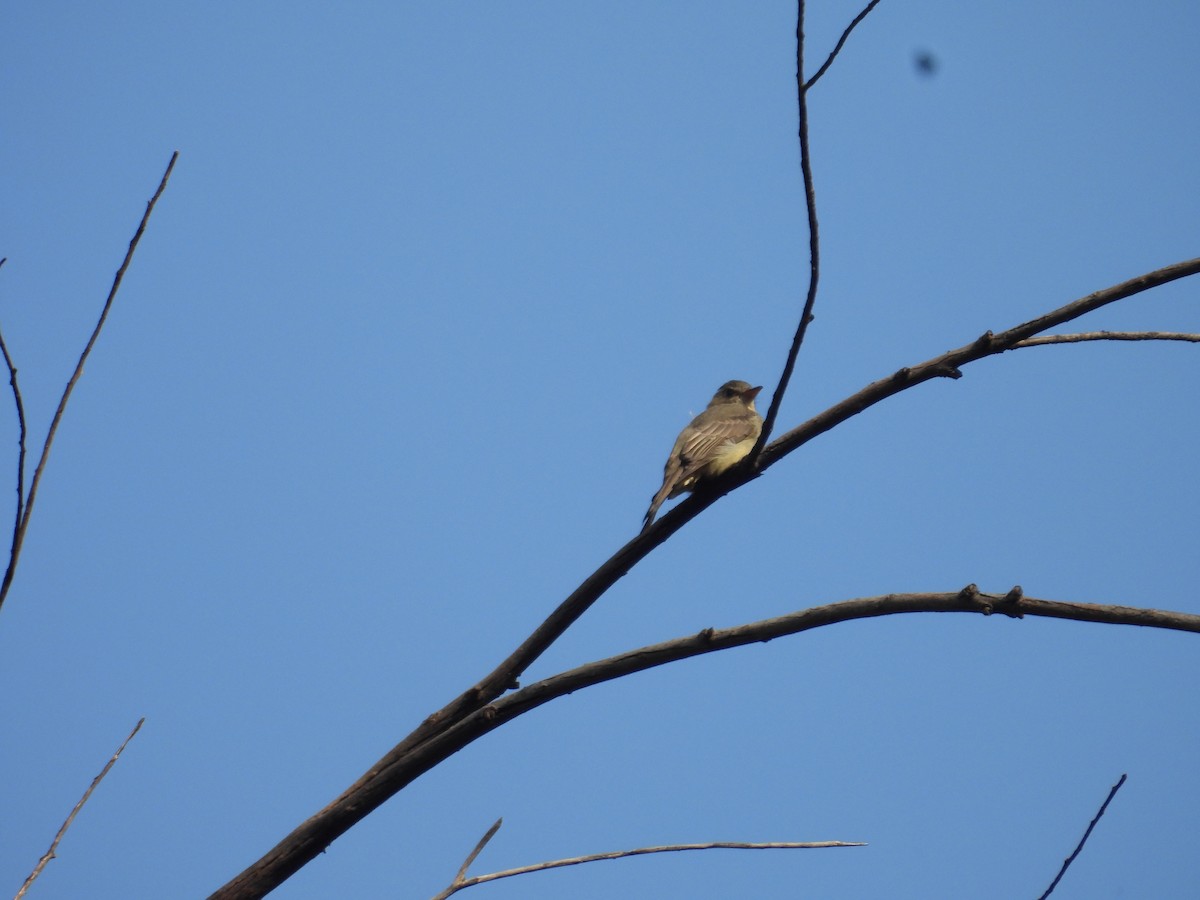 Greater Pewee - ML643327221