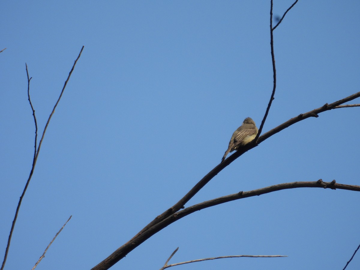 Greater Pewee - ML643327222