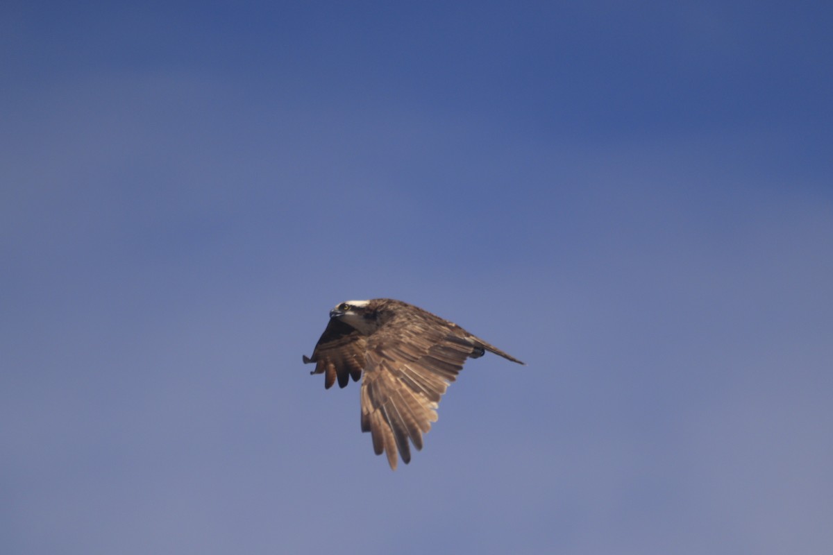 Osprey - ML643327223
