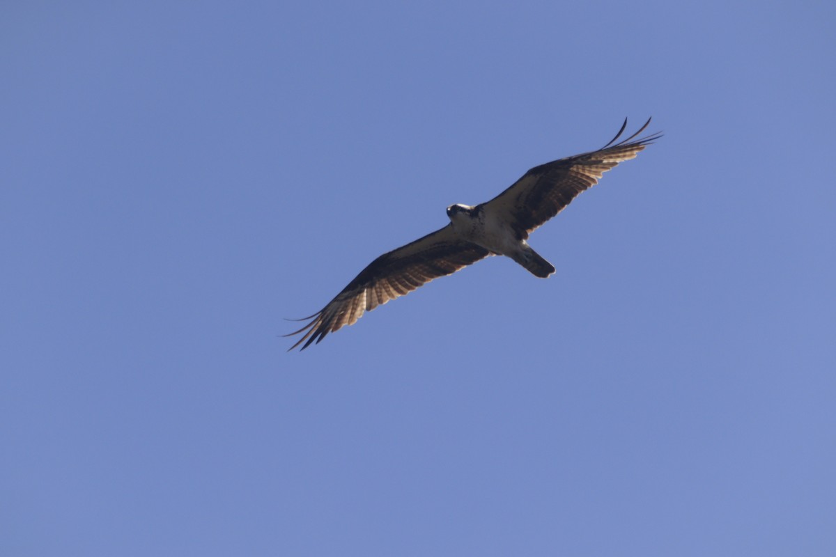 Osprey - ML643327224