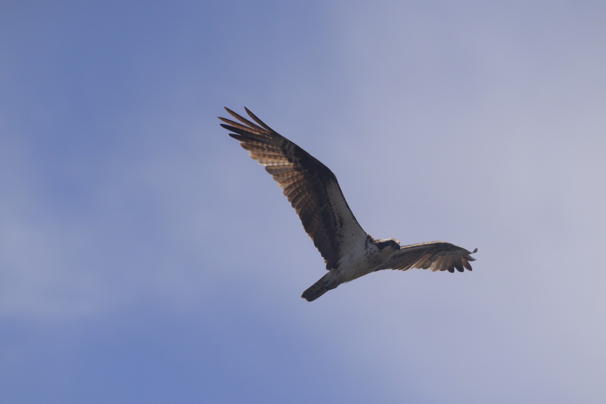 Osprey - ML643327225