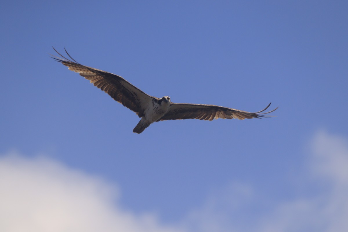 Osprey - ML643327226