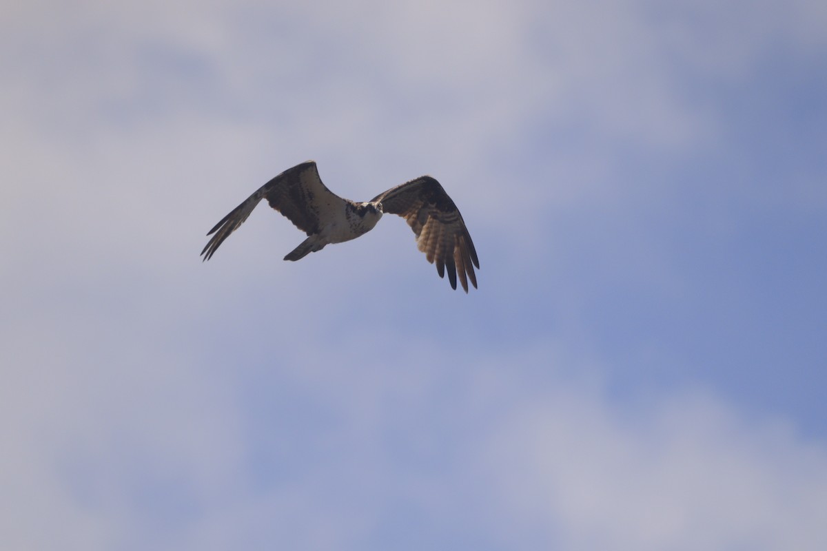 Osprey - ML643327227
