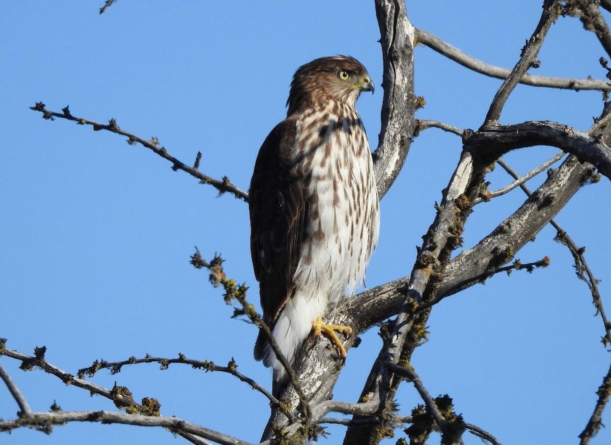 Cooper's Hawk - ML643327235