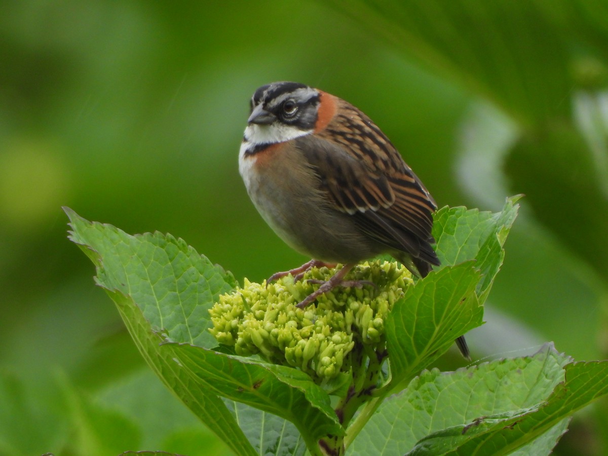 Rufous-collared Sparrow - ML643327238