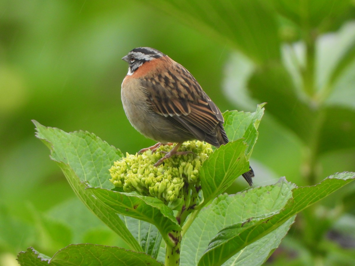 Rufous-collared Sparrow - ML643327239