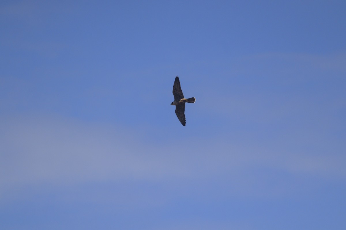 Peregrine Falcon - ML643327241
