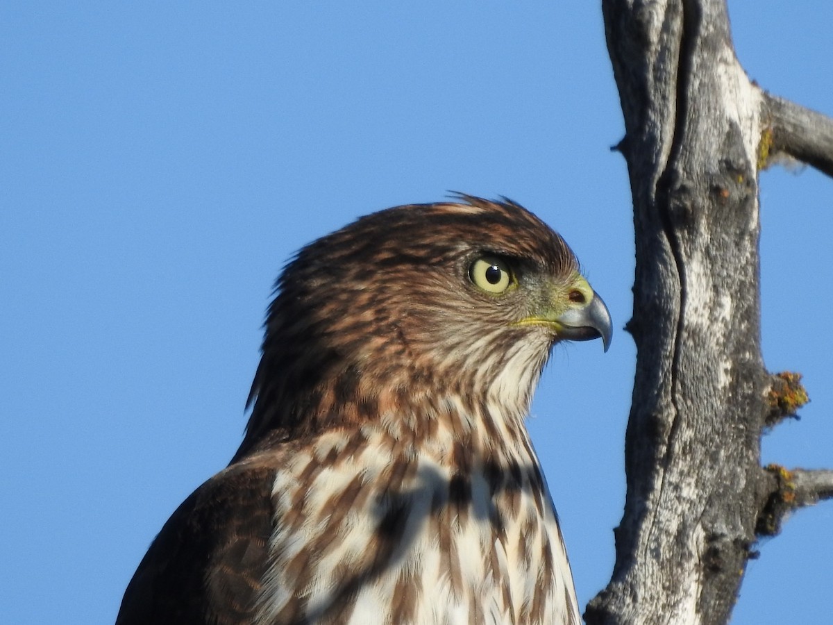Cooper's Hawk - ML643327252