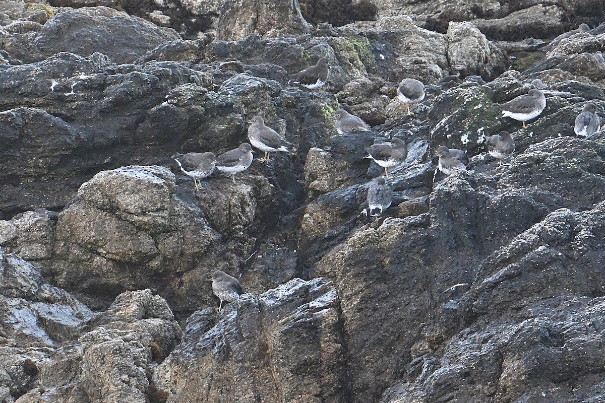 Surfbird - ML643327261