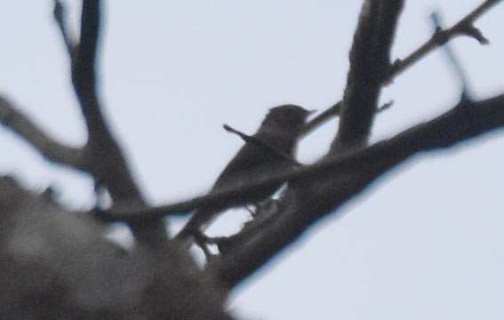 Ashy Bulbul - ML643327274
