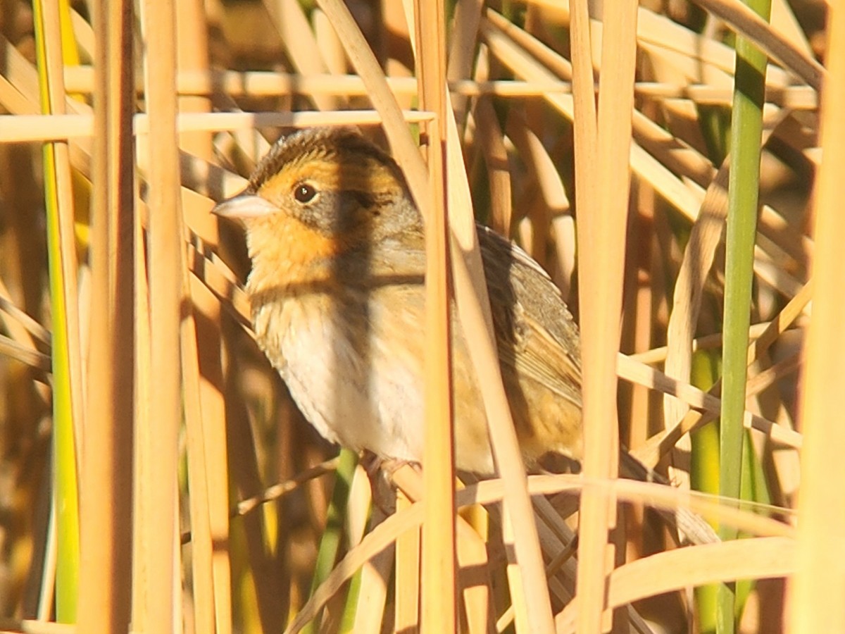 Nelson's Sparrow - ML643327309