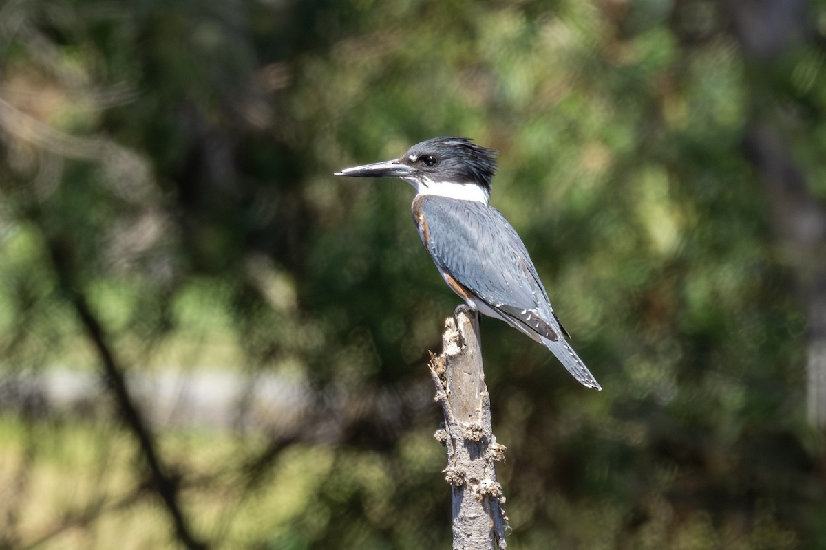 Belted Kingfisher - ML643327313