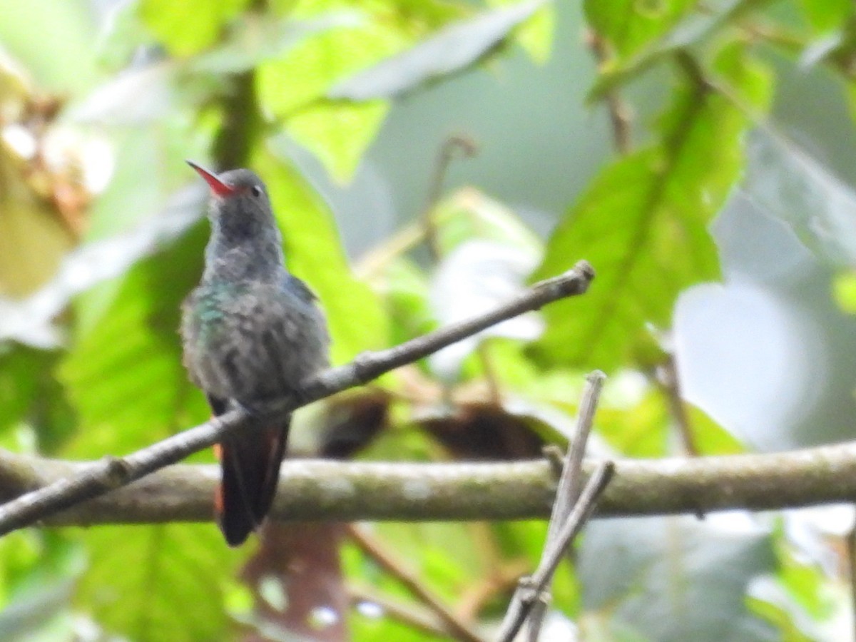 Rufous-tailed Hummingbird - ML643327347