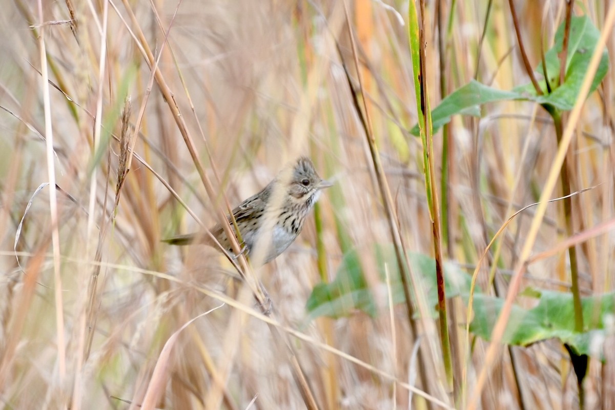 Lincoln's Sparrow - ML643327359