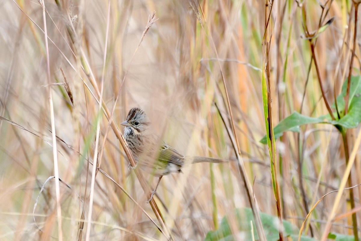 Lincoln's Sparrow - ML643327360