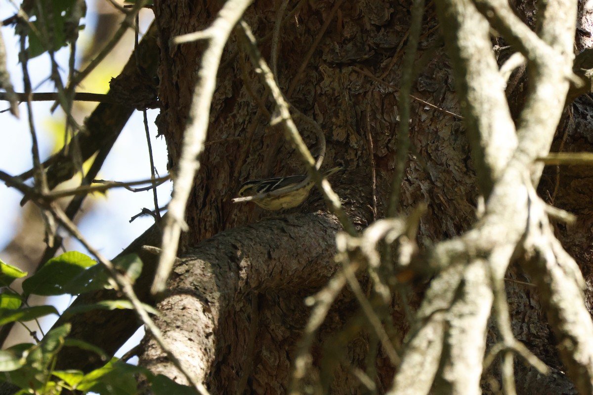 Black-and-white Warbler - ML643327372