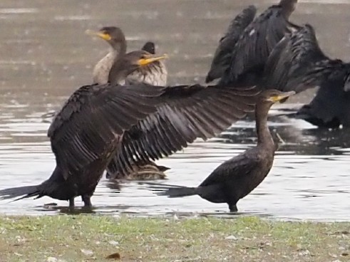 Neotropic Cormorant - ML643327373