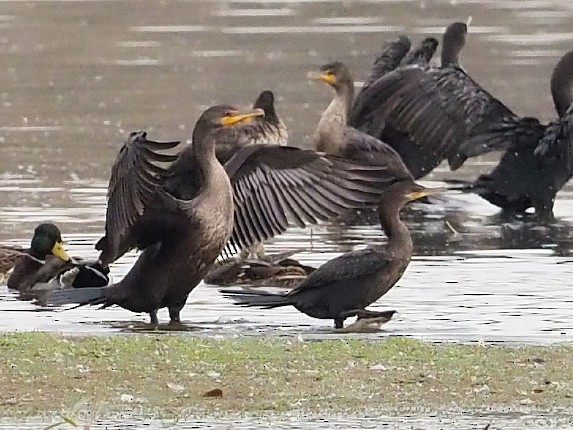 Neotropic Cormorant - ML643327374